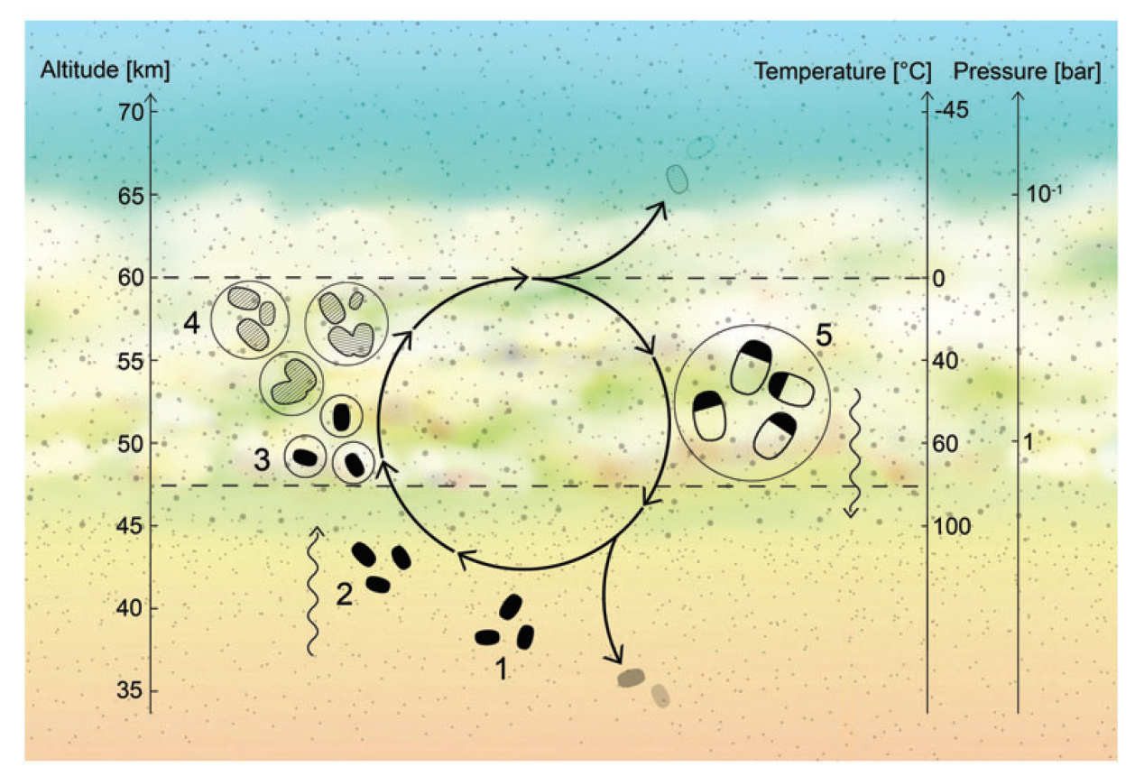 A plot/schematic of a proposed Venusian microbial life cycle. On the left is a vertical axis measuring altitude from 35 kilometers to 70 kilometers. On the right are two vertical axes: the leftmost measures temperature in degrees Celsius from 100 to -45 degrees; the rightmost measures pressure in bars where the entire plot is around 1 bar. In the schematics is a life cycle of microbes in five life stages.